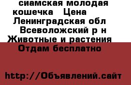 сиамская молодая кошечка › Цена ­ 100 - Ленинградская обл., Всеволожский р-н Животные и растения » Отдам бесплатно   